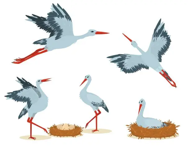 Vector illustration of A set of vector illustrations with storks isolated on a white background