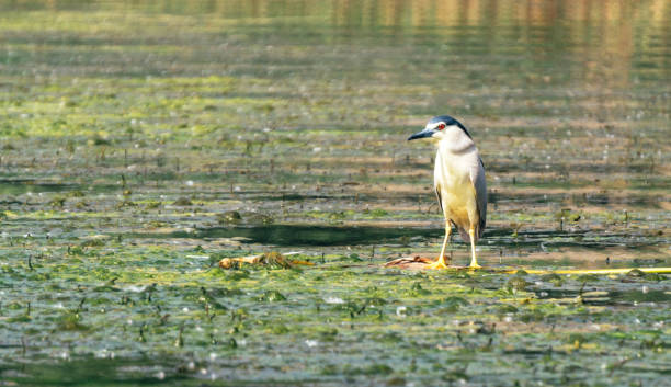 istock Bittern among Louisiana swampy lakes 1325097834