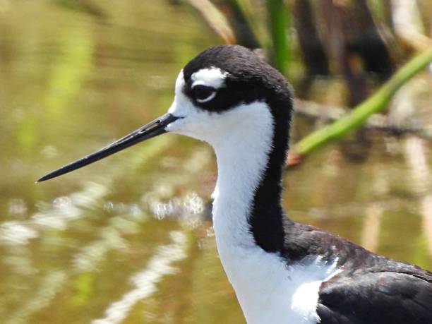 istock Black-necked Stilt (Himantopus mexicanus) - portrait 1325098118