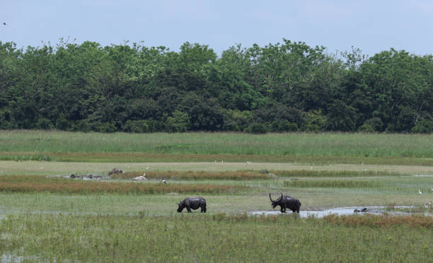 istock One Horned Rhino 1325098273
