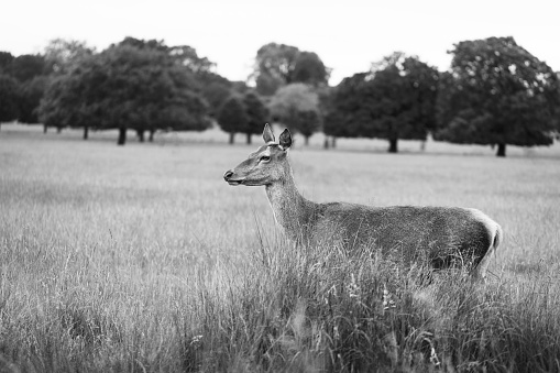 Compilation of photographs illustrating the wild deers of Richmond Park, London, U.K.