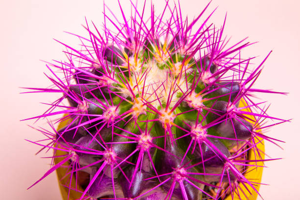 istock A round cactus with large purple thorns in a yellow pot. 1325100916