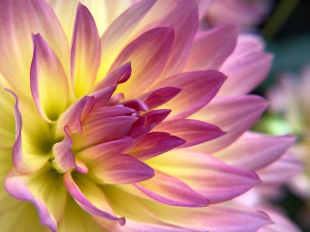 istock Scenic view of flowering plant 1325102368