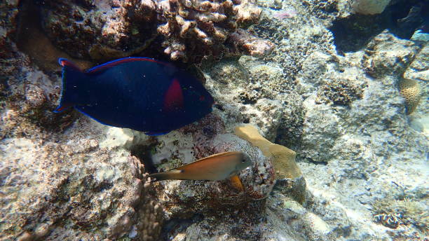 istock Black parrotfish or swarthy parrotfish, dusky parrotfish (Scarus niger) undersea, Red Sea 1325103368