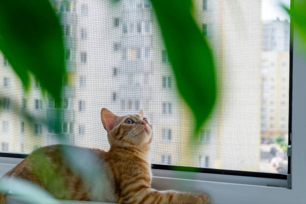 istock Ginger tabby kitten lies on the windowsill 1325106046