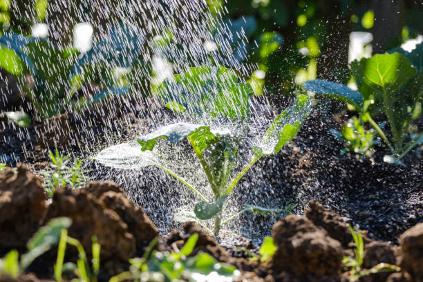 istock watering green cabbage in the garden bed 1325107227