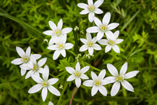istock Ornithogalum flowers closeup (Star of Bethlehem) 1325107396