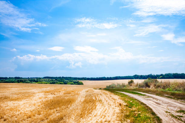 istock Summer landscape with mown wheat field 1325108061