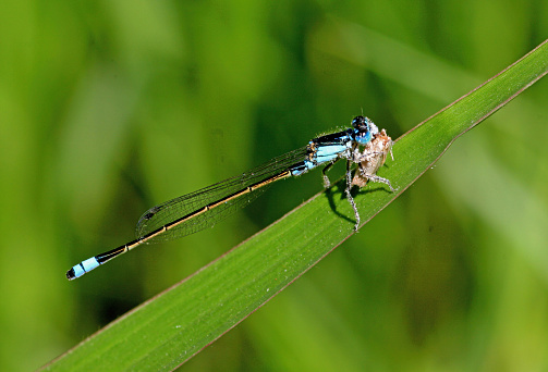 Common Bluetail (Ischnura heterosticta) adult male eating insect prey\