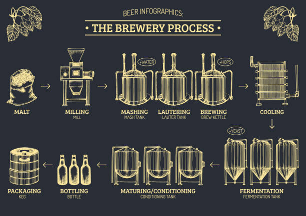 Vector beer infographics with illustrations of brewery process. Ale producing design. Lager production hand sketched scheme. Vector beer infographics with illustrations of brewery process. Ale producing design. Lager production hand sketched scheme. infographics design bar stock illustrations