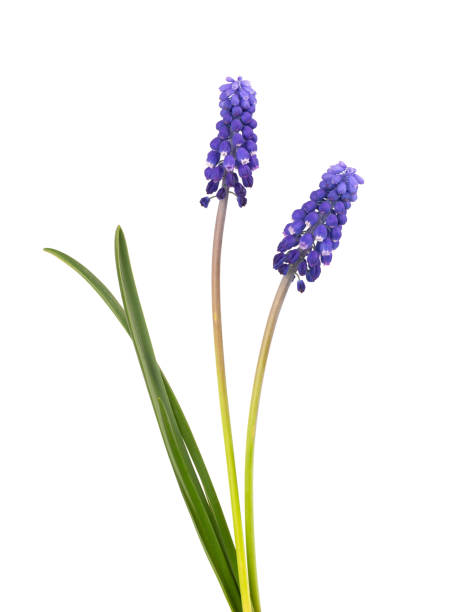 Muscari flowers isolated on white background. Grape Hyacinth. Beautiful spring flowers. Muscari flowers isolated on white background. Grape Hyacinth. Beautiful spring flowers grape hyacinth stock pictures, royalty-free photos & images