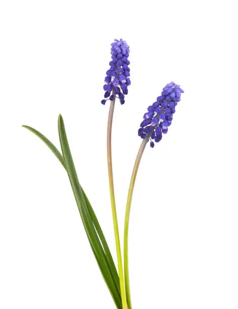 Muscari flowers isolated on white background. Grape Hyacinth. Beautiful spring flowers
