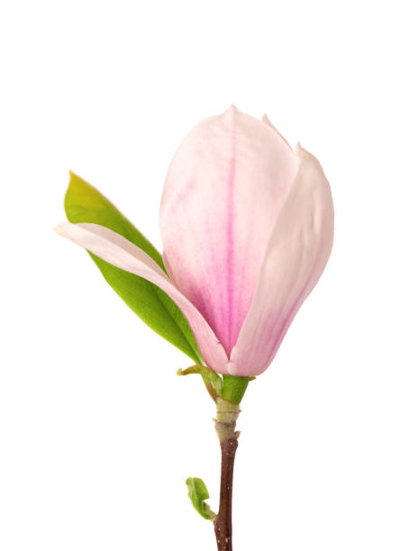 하얀 배경에 고립 된 목련 꽃. 아름다운 봄 꽃. - sweet magnolia tree blossom white 뉴스 사진 이미지