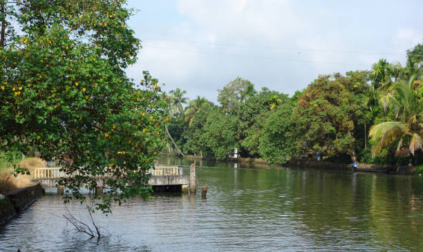 istock Backwaters network of brackish lagoons in Kerala 1325109369