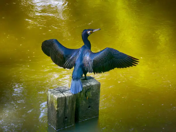 cormorant spreads wings