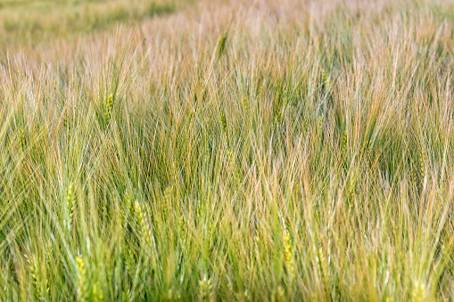 Grasses in Badlands National Park, South Dakota, USA