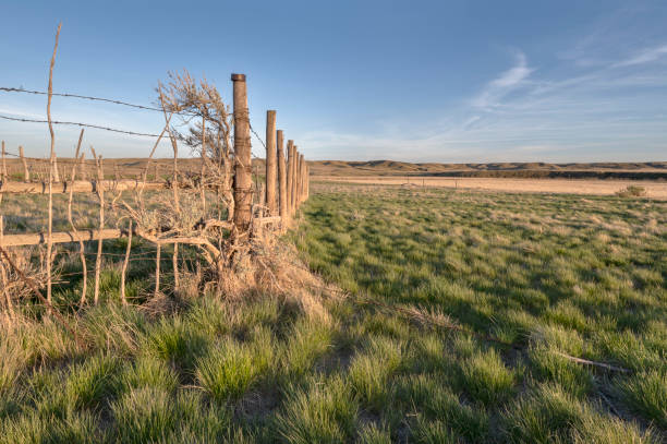 Old Fence near Val Marie