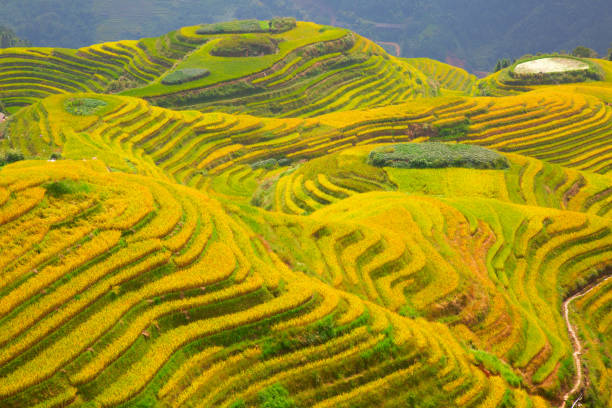 Longji Rice Terraces The Longsheng Rice Terraces(Dragon's Backbone) also known as Longji Rice Terraces are located in Longsheng County, about 100 kilometres (62 mi) from Guilin, Guangxi, China longji tetian stock pictures, royalty-free photos & images