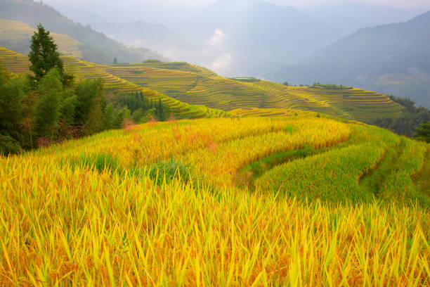 Longji Rice Terraces The Longsheng Rice Terraces(Dragon's Backbone) also known as Longji Rice Terraces are located in Longsheng County, about 100 kilometres (62 mi) from Guilin, Guangxi, China longji tetian stock pictures, royalty-free photos & images