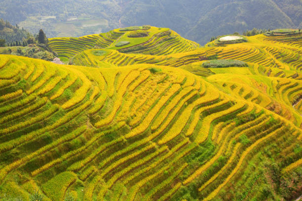 Longji Rice Terraces The Longsheng Rice Terraces(Dragon's Backbone) also known as Longji Rice Terraces are located in Longsheng County, about 100 kilometres (62 mi) from Guilin, Guangxi, China longji tetian stock pictures, royalty-free photos & images