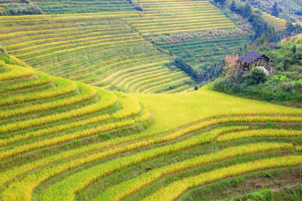 Longji Rice Terraces The Longsheng Rice Terraces(Dragon's Backbone) also known as Longji Rice Terraces are located in Longsheng County, about 100 kilometres (62 mi) from Guilin, Guangxi, China longji tetian stock pictures, royalty-free photos & images