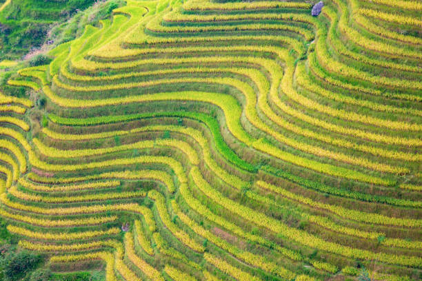 Longji Rice Terraces The Longsheng Rice Terraces(Dragon's Backbone) also known as Longji Rice Terraces are located in Longsheng County, about 100 kilometres (62 mi) from Guilin, Guangxi, China longji tetian stock pictures, royalty-free photos & images
