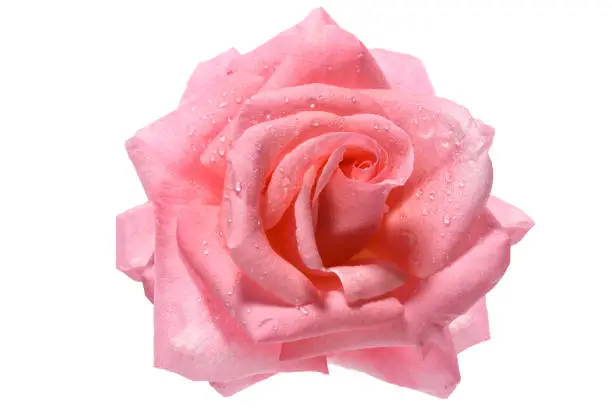 Perfect blooming head of a fresh pink rose with dew drops isolated on a white background. High details studio shot image.