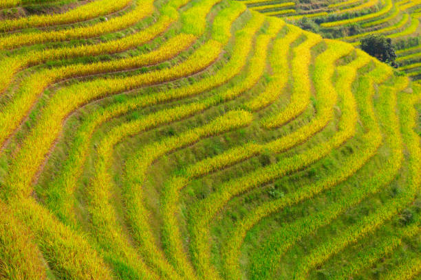 Longji Rice Terraces The Longsheng Rice Terraces(Dragon's Backbone) also known as Longji Rice Terraces are located in Longsheng County, about 100 kilometres (62 mi) from Guilin, Guangxi, China longji tetian stock pictures, royalty-free photos & images