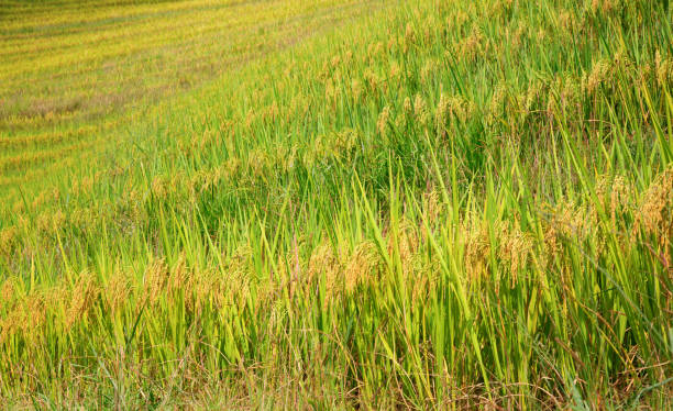 Longji Rice Terraces The Longsheng Rice Terraces(Dragon's Backbone) also known as Longji Rice Terraces are located in Longsheng County, about 100 kilometres (62 mi) from Guilin, Guangxi, China longji tetian stock pictures, royalty-free photos & images