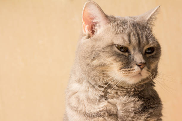 istock scottish cat on light background, detail 1325113218