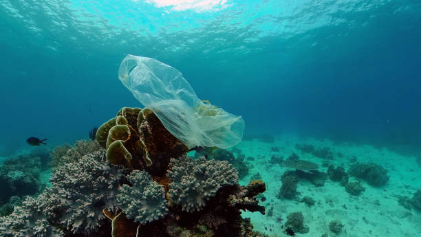 istock Coral reef and tropical fish. Philippines 1325113269
