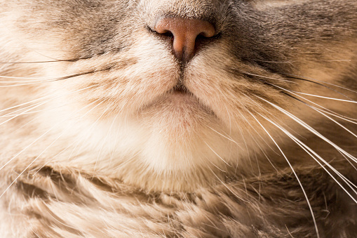 Scottish shorthair cat detail (British Blue cat) . Cat with large almond eyes. Closeup.