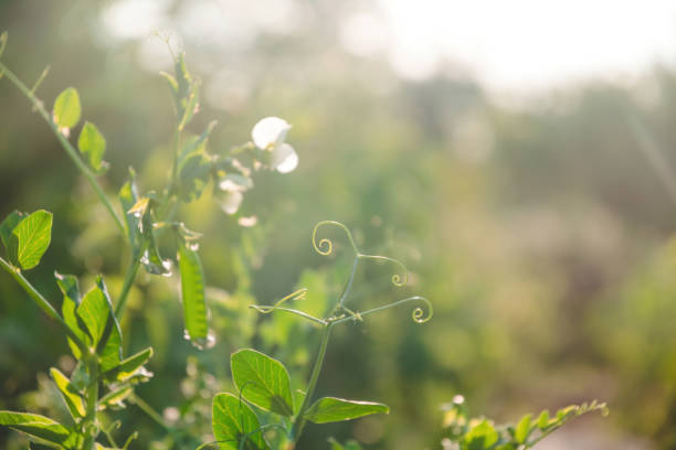 Blooming summer garden. White flowers and fresh green stems of bean plants in the warm evening sun. Growing organic food