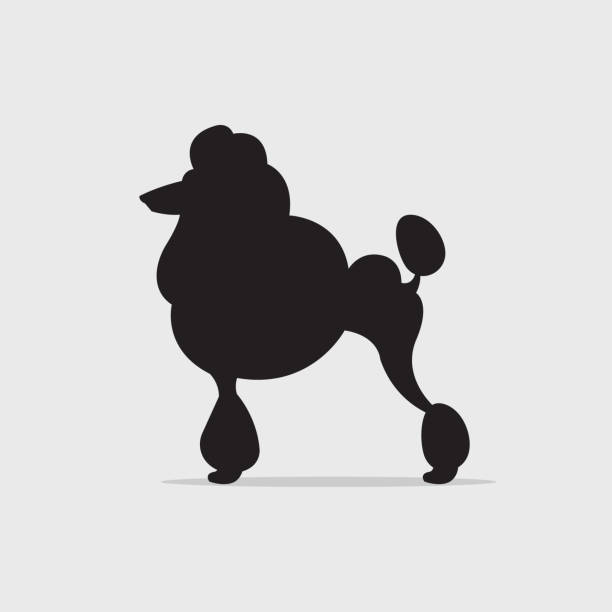 French Poodle Vectores Libres de Derechos - iStock French Poodle Vectores Libres de Derechos - iStock