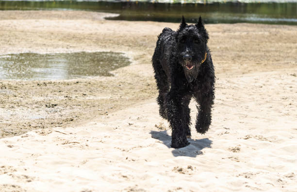 istock Giant schnauzer playing on the sandy beach 1325113463