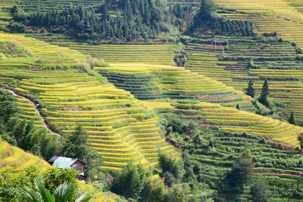 Longji Rice Terraces The Longsheng Rice Terraces(Dragon's Backbone) also known as Longji Rice Terraces are located in Longsheng County, about 100 kilometres (62 mi) from Guilin, Guangxi, China longji tetian stock pictures, royalty-free photos & images