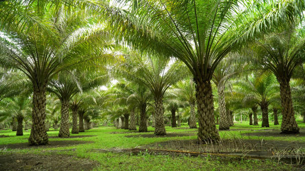 Tropical landscape with palm grove stock photo