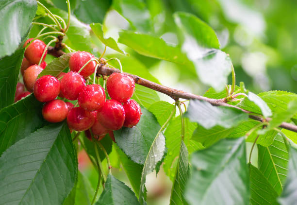 istock Fresh ripe red cherry branch, tree of summer fruit (Prunus avium) 1325114248