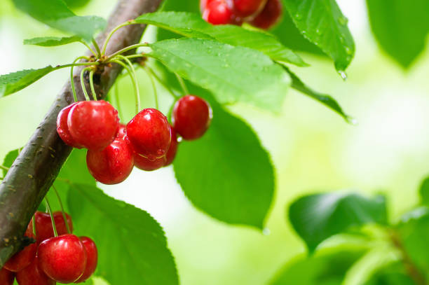 istock Fresh ripe red cherry branch, tree of summer fruit (Prunus avium) 1325114287