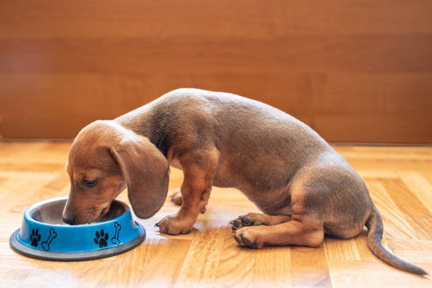 istock dachshund puppy eating inside portrait 1325114677