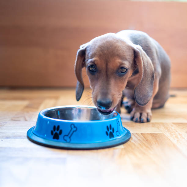 istock little yellow dachshund puppy eating 1325114827