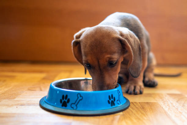 istock mix breed young dog eating 1325115358