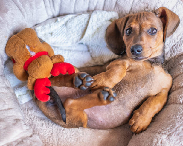 istock cute small yellow dachshund puppy 1325115384