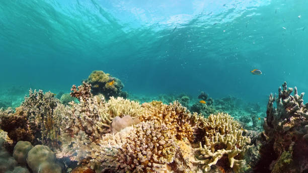 istock Coral reef and tropical fish. Philippines 1325115416