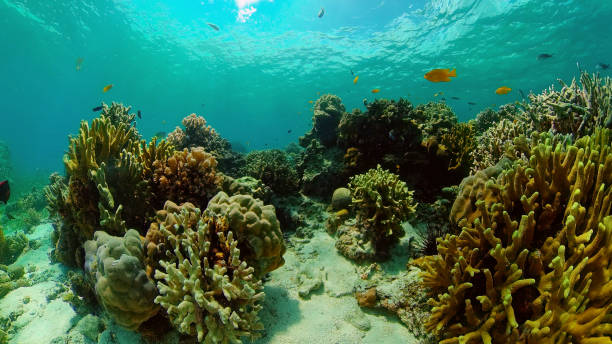 istock Coral reef and tropical fish underwater. Philippines 1325115627