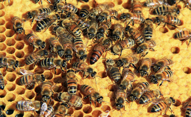 Beehive found beneath wood walls in a treehouse. Close up view shows complex and hexagonal beauty of the hive as a work of art and symbol of nature's workers the bee and their sweet product of honey