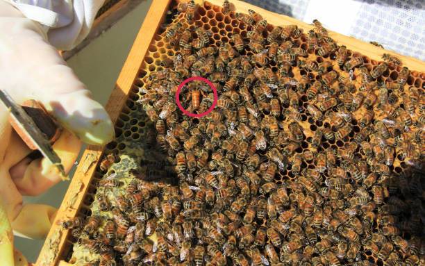 Queen bee identified by a red circle among her workers on a Langstroth hive frame of brood comb.
