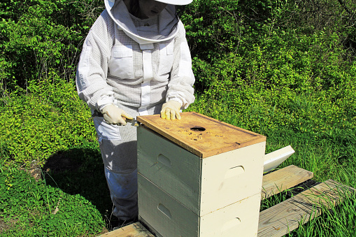 A beekeeper removing the inner cover of a Langstroth  beehive using a hive tool with green plant background copy space.