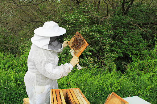 Beekeeper inspecting brood comb and worker bees on a Langstroth beehive frame with green plant copy space.