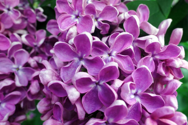 Close up view of vibrant pink lilac flowers in spring in botanical garden Vibrant pink lilac flowers in spring in botanical garden close up park leaf flower head saturated color stock pictures, royalty-free photos & images